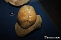 VBS_9554 - Museo Paleontologico - Asti